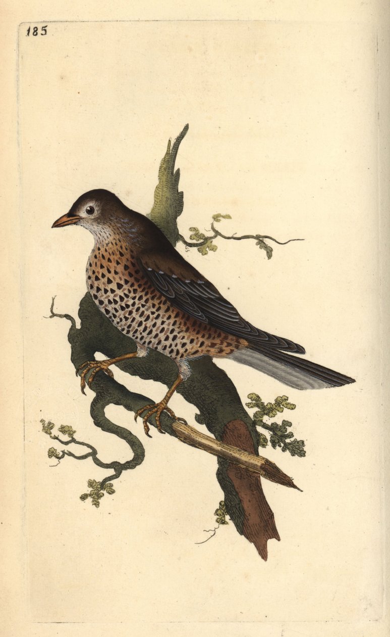 雾鸫，Turdus viscivorus。爱德华-多诺万根据他自己的《英国鸟类自然史》绘制和雕刻的手绘铜版，伦敦 作者 爱德华·多诺万