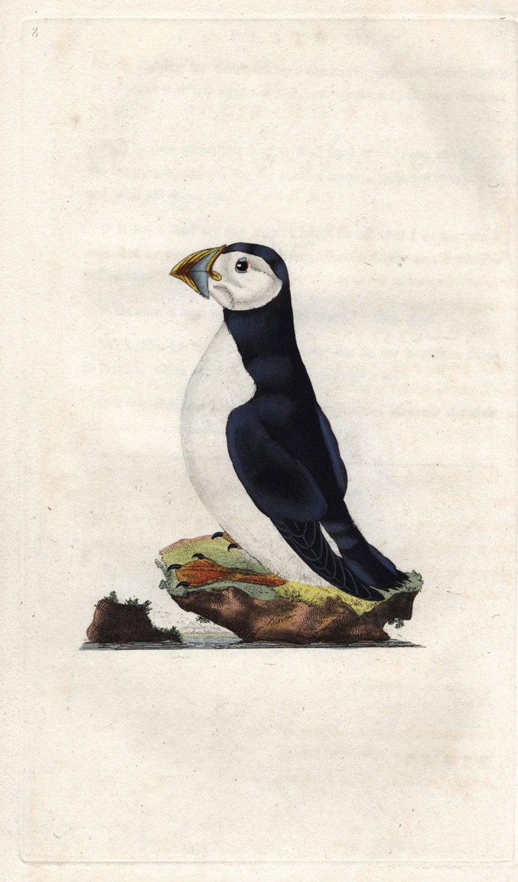 僧海雀。 Fratercula arctica (Alca arctica)。 Edward Donovan（1768-1837）的铜版画，发表在伦敦的英国鸟类自然史 作者 爱德华·多诺万