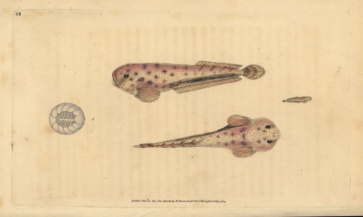 蒙塔瓜的海螺，Liparis montagui (Diminutive lumpsucker, Cyclopterus montagui)。爱德华-多诺万根据他的《英国鱼类自然史》绘制和雕刻的手绘铜版，多诺万和F.C.和J.里文顿，伦敦 作者 爱德华·多诺万
