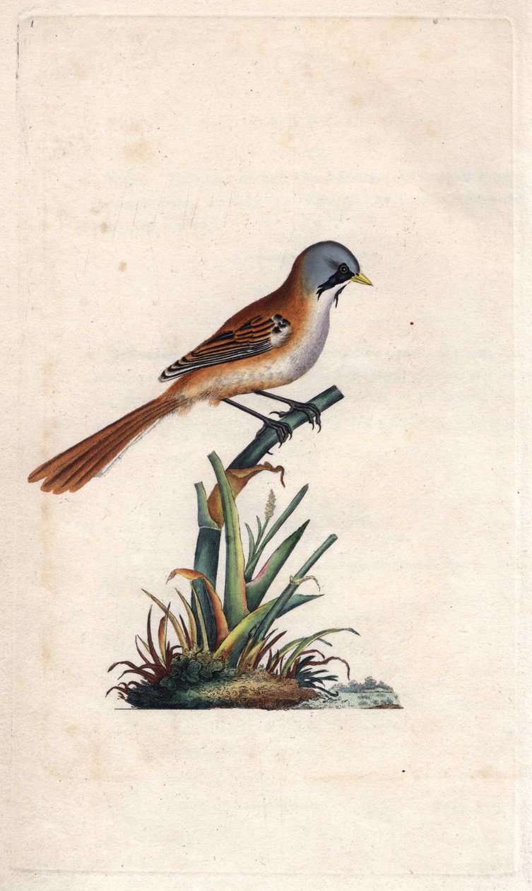 Moustache breading (passeriforme). Panurus biarmicus (Parus biarmicus). Copper engraving by Edward Donovan (1768-1837), published in Histoire naturelle des oiseaux britanniques, London 作者 爱德华·多诺万