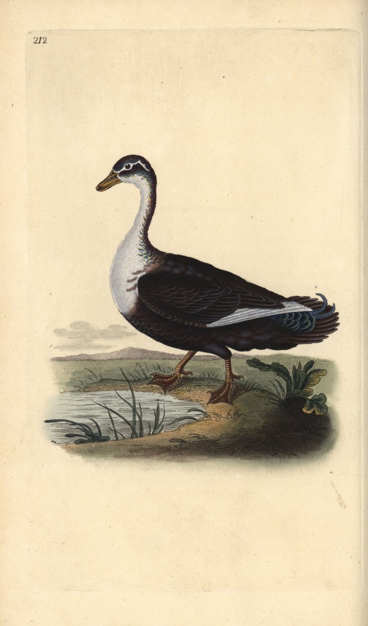 麝香鸭（变体），Cairina moschata。爱德华-多诺万根据他自己的《英国鸟类自然史》绘制和雕刻的手绘铜版画，伦敦 作者 爱德华·多诺万