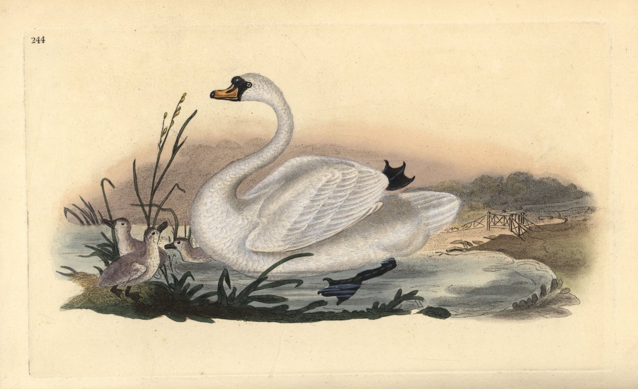 疣鼻天鹅，Cygnus olor，和雏鸟。爱德华-多诺万根据他自己的《英国鸟类自然史》绘制和雕刻的手绘铜版，伦敦 作者 爱德华·多诺万