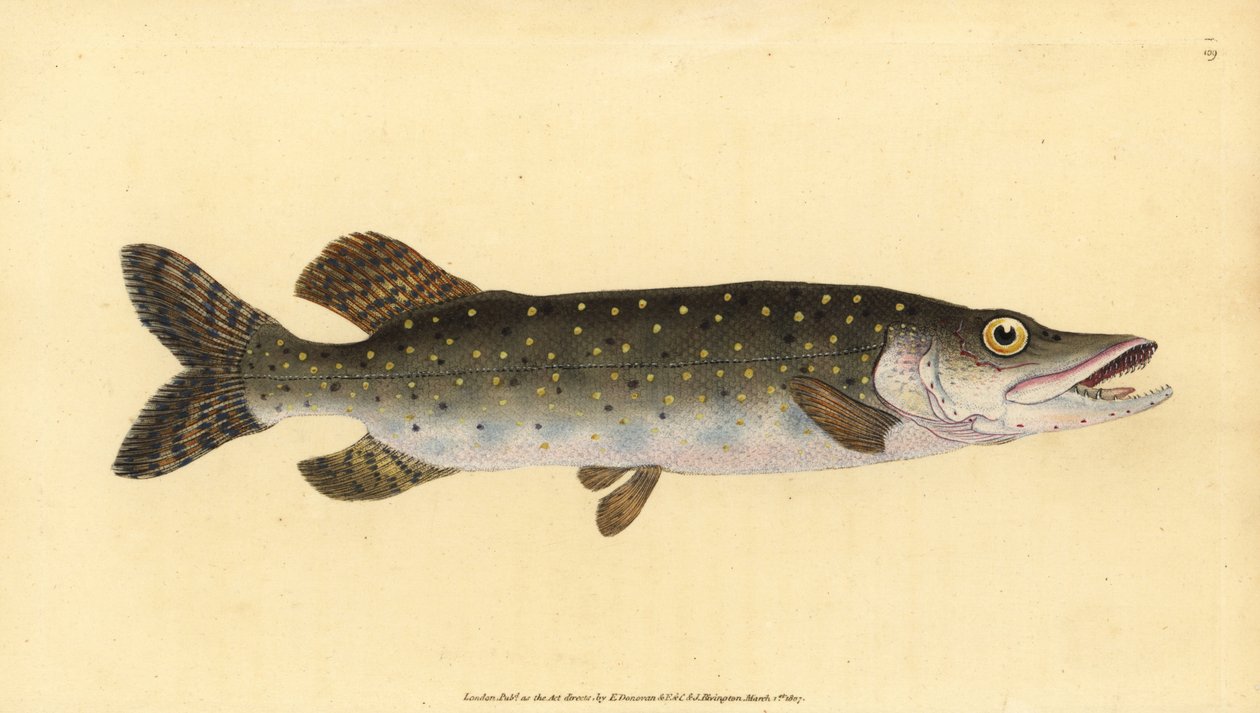 北方梭子鱼，Esox lucius。爱德华-多诺万根据他的《英国鱼类自然史》绘制和雕刻的手绘铜版，多诺万和F.C.和J.雷文顿，伦敦 作者 爱德华·多诺万