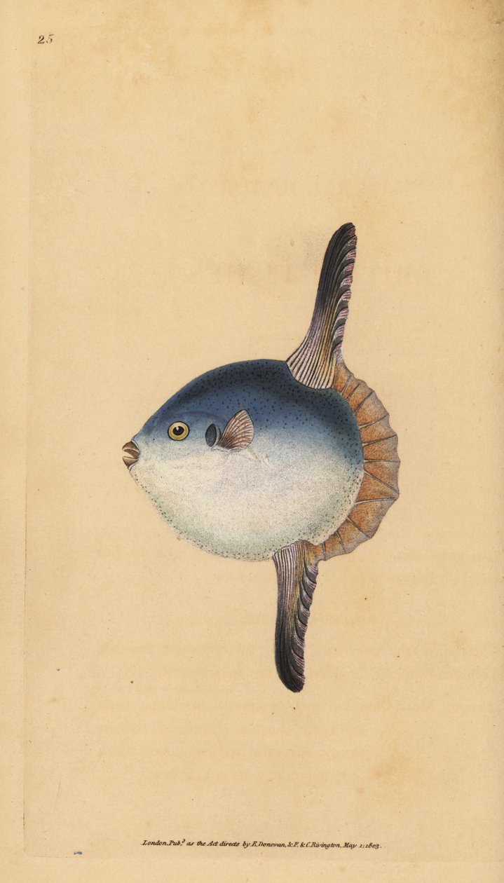 海洋太阳鱼，Mola mola。脆弱的。(太阳鱼，Tetrodon mola)。爱德华-多诺万根据他的《英国鱼类自然史》绘制和雕刻的手绘铜版，多诺万和F.C.和J.Rivington，伦敦 作者 爱德华·多诺万