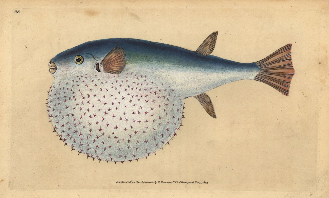 大洋洲河豚，Lagocephalus lagocephalus (Stellated glob-fish, Tetrodon stellatus)。爱德华-多诺万根据他的《英国鱼类自然史》绘制和雕刻的手绘铜版，多诺万和F.C.和J.雷文顿，伦敦 作者 爱德华·多诺万