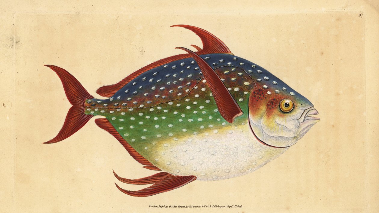 Opah or king fish, Lampris guttatus (Zeus luna). Handcoloured copperplate drawn and engraved by Edward Donovan from his Natural History of British Fishes, Donovan and F.C. and J. Rivington, London 作者 爱德华·多诺万
