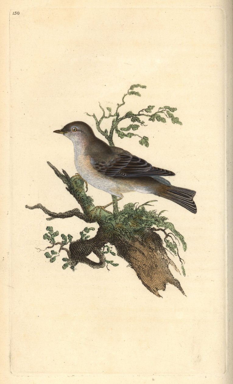 Orphean warbler, Sylvia hydrtensis, or greater pettychaps.爱德华-多诺万根据他自己的《英国鸟类自然史》绘制和雕刻的手绘铜版，伦敦 作者 爱德华·多诺万