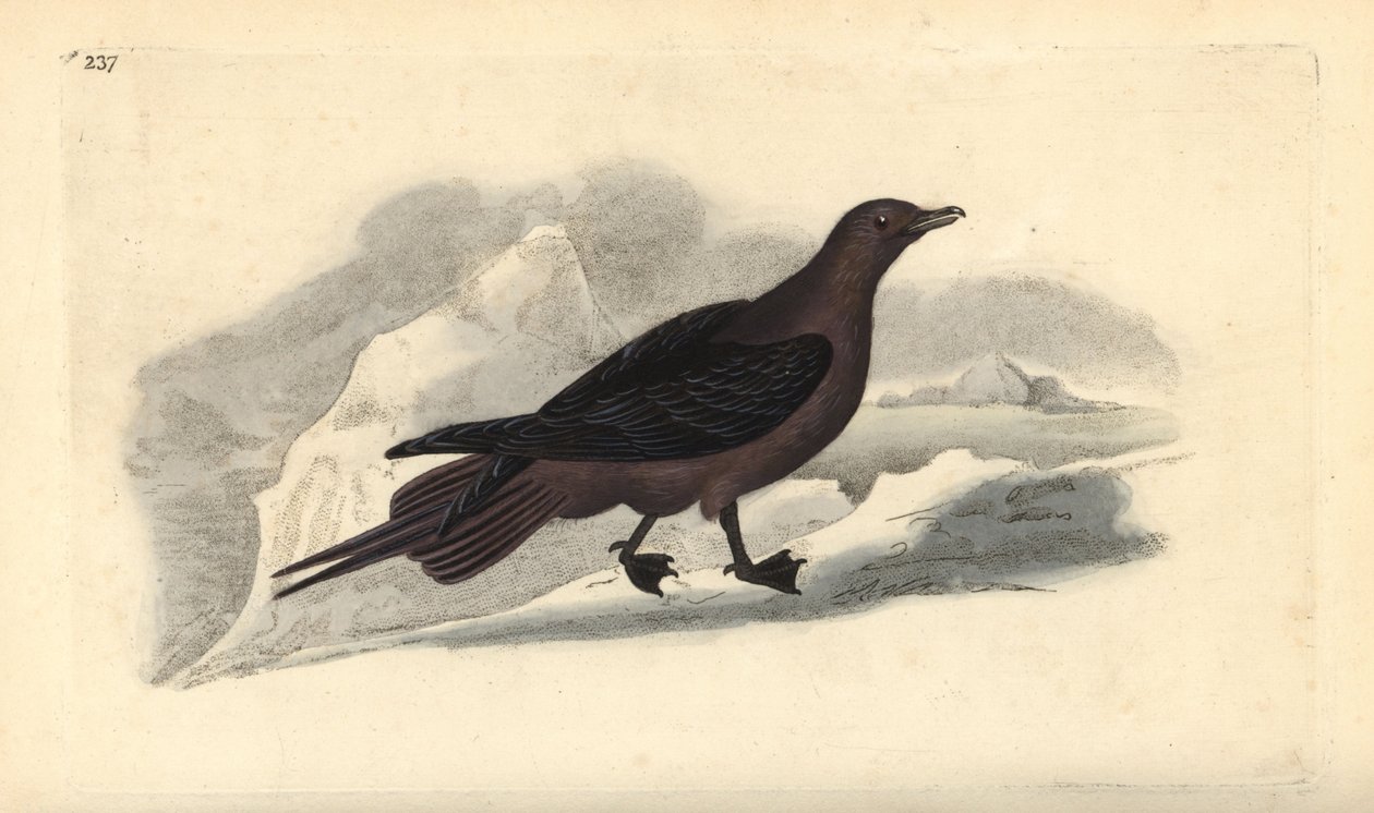 寄生鸟，Stercorarius parasiticus。爱德华-多诺万根据他自己的《英国鸟类自然史》绘制和雕刻的手绘铜版，伦敦 作者 爱德华·多诺万