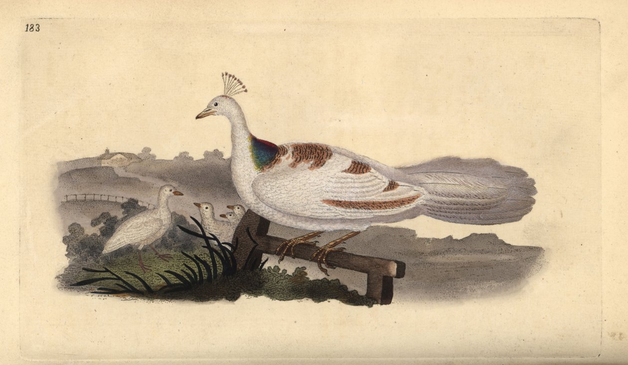 聋哑人的脚，Pavo cristatus，雌性和幼鸟。爱德华-多诺万根据他自己的《英国鸟类自然史》绘制和雕刻的手绘铜版，伦敦 作者 爱德华·多诺万