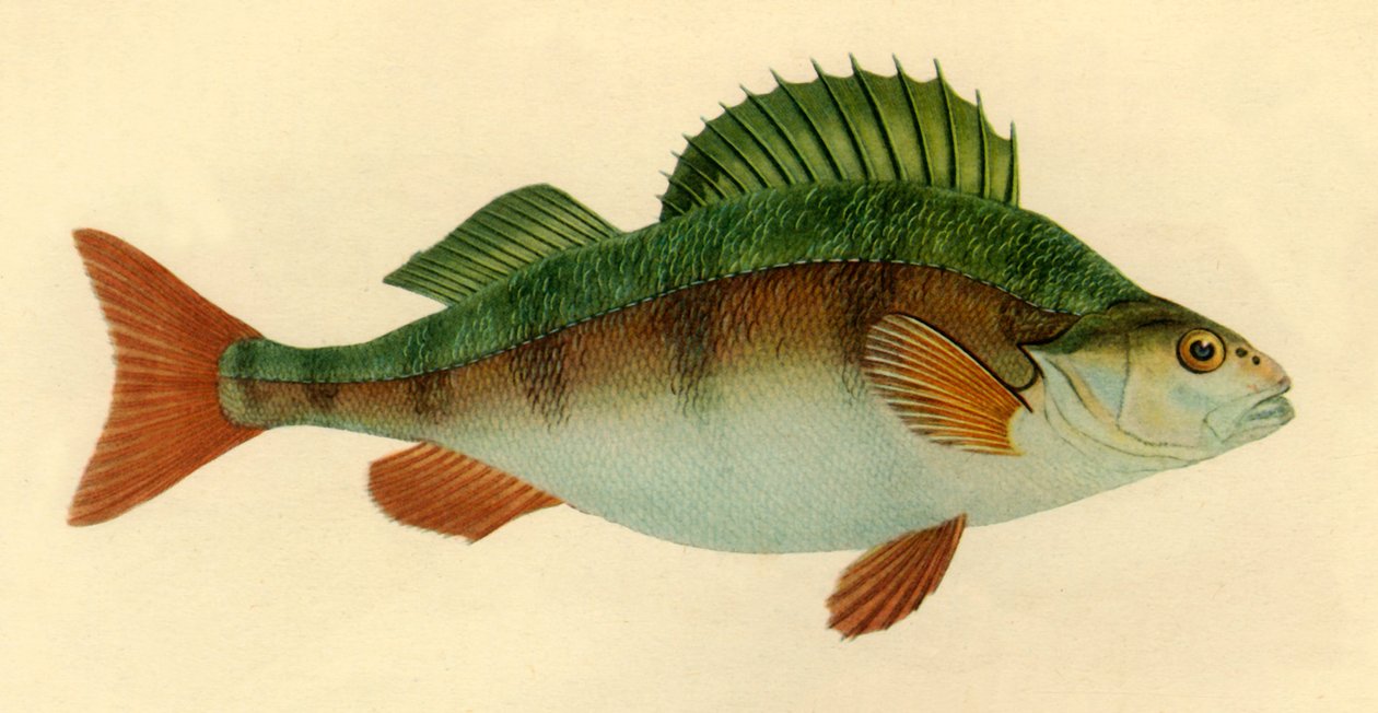 Perch, 1804, 1946. 作者 爱德华·多诺万