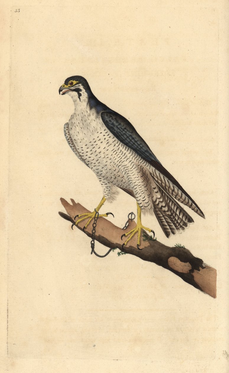 游隼，Falco peregrinus，被拴在树枝上。爱德华-多诺万根据他自己的《英国鸟类自然史》绘制和雕刻的手绘铜版，伦敦 作者 爱德华·多诺万