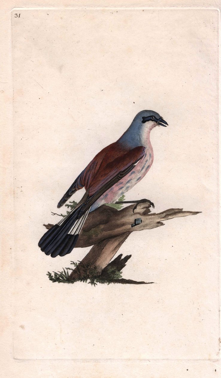 红背喜鹊。Lanius collurio.爱德华-多诺万（1768-1837）的铜版画，发表于《英国鸟类自然史》，伦敦 作者 爱德华·多诺万