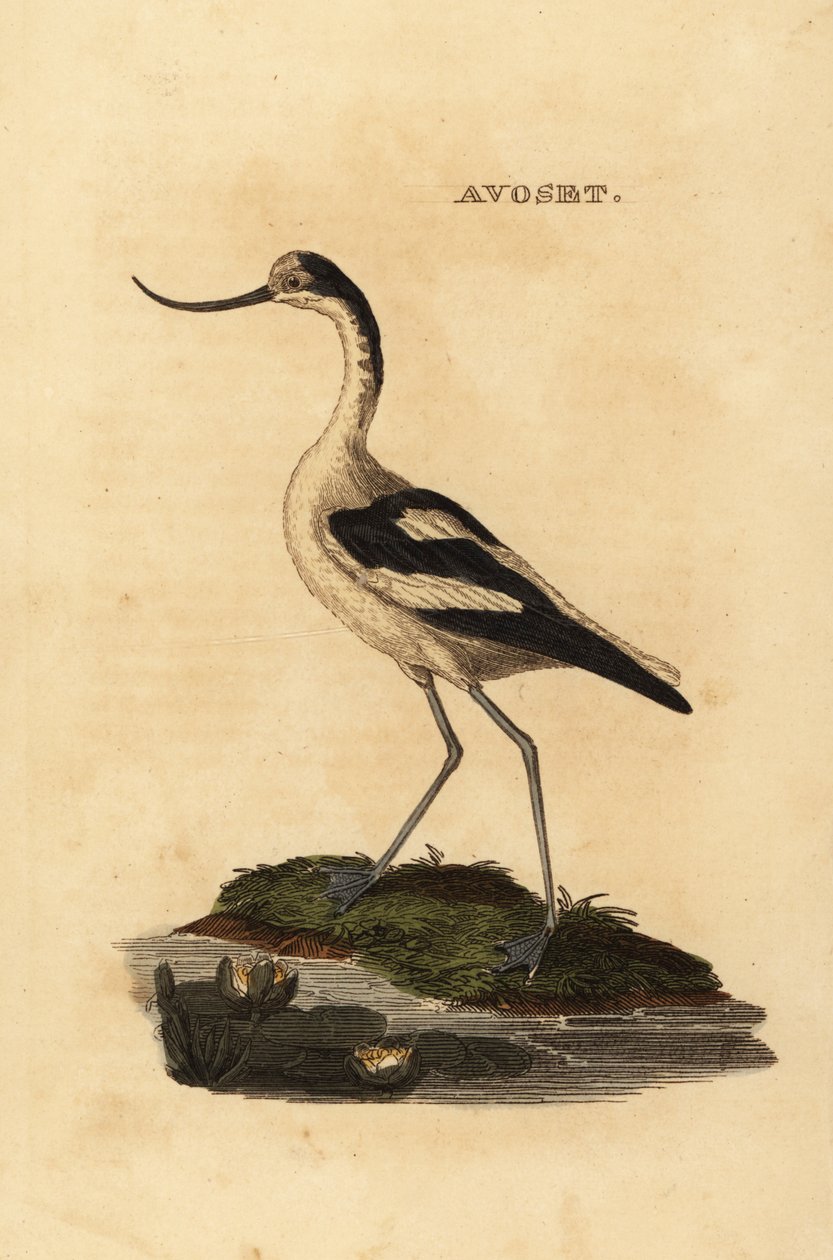 斑鸠，Recurvirostra avocetta 作者 爱德华·多诺万