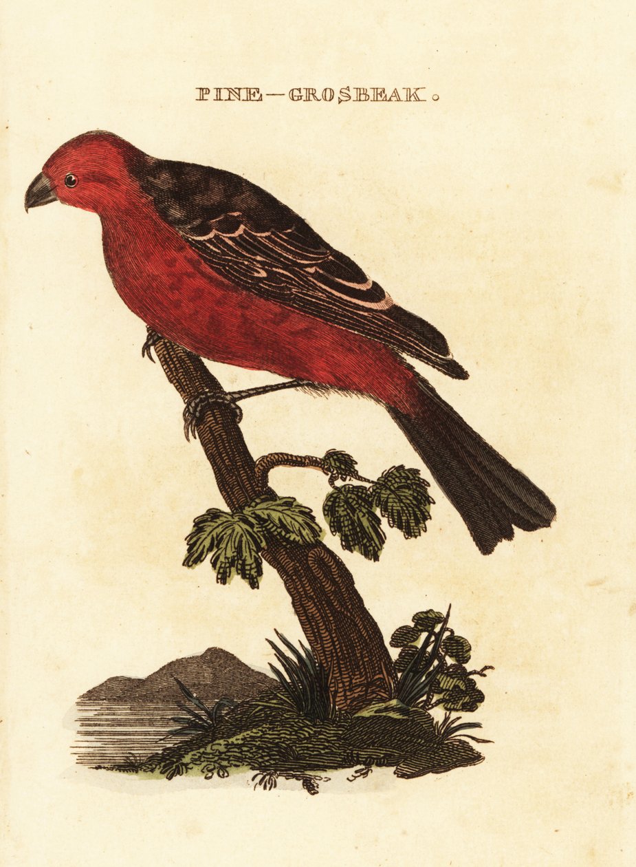 松鸟，Pinicola enucleator 作者 爱德华·多诺万