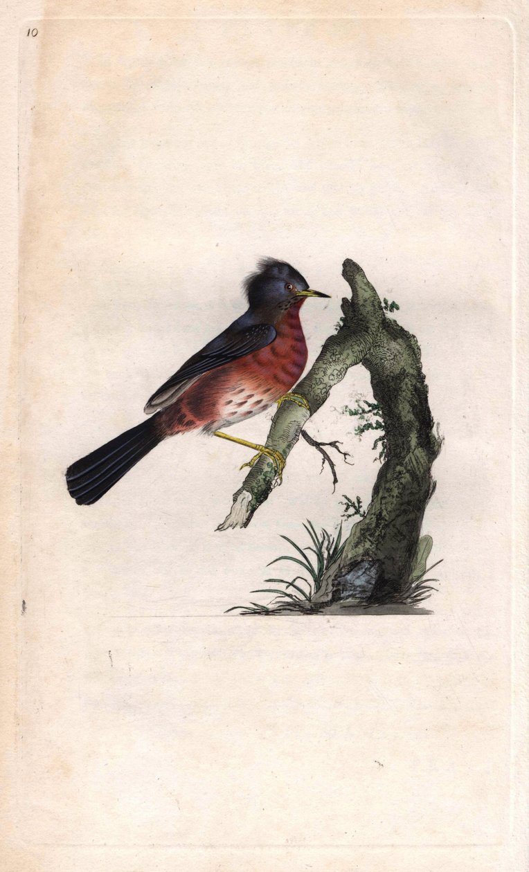 Pitchou warf.Sylvia undata（Sylvia dartfordiensis）。爱德华-多诺万（1768-1837）的铜版画，发表于《英国鸟类自然史》，伦敦 作者 爱德华·多诺万