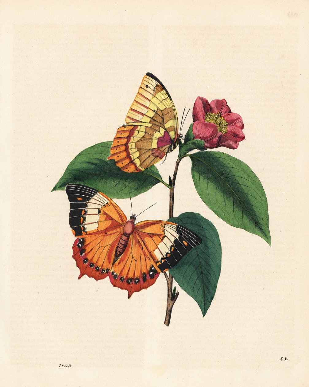 山茶花上的黄褐色蝴蝶，Charaxes psaphon（Nymphalis bernardus）。抄自爱德华-多诺万的《中国昆虫自然史》（An Epitome of the Natural History of the Insects of China）。 作者 爱德华·多诺万