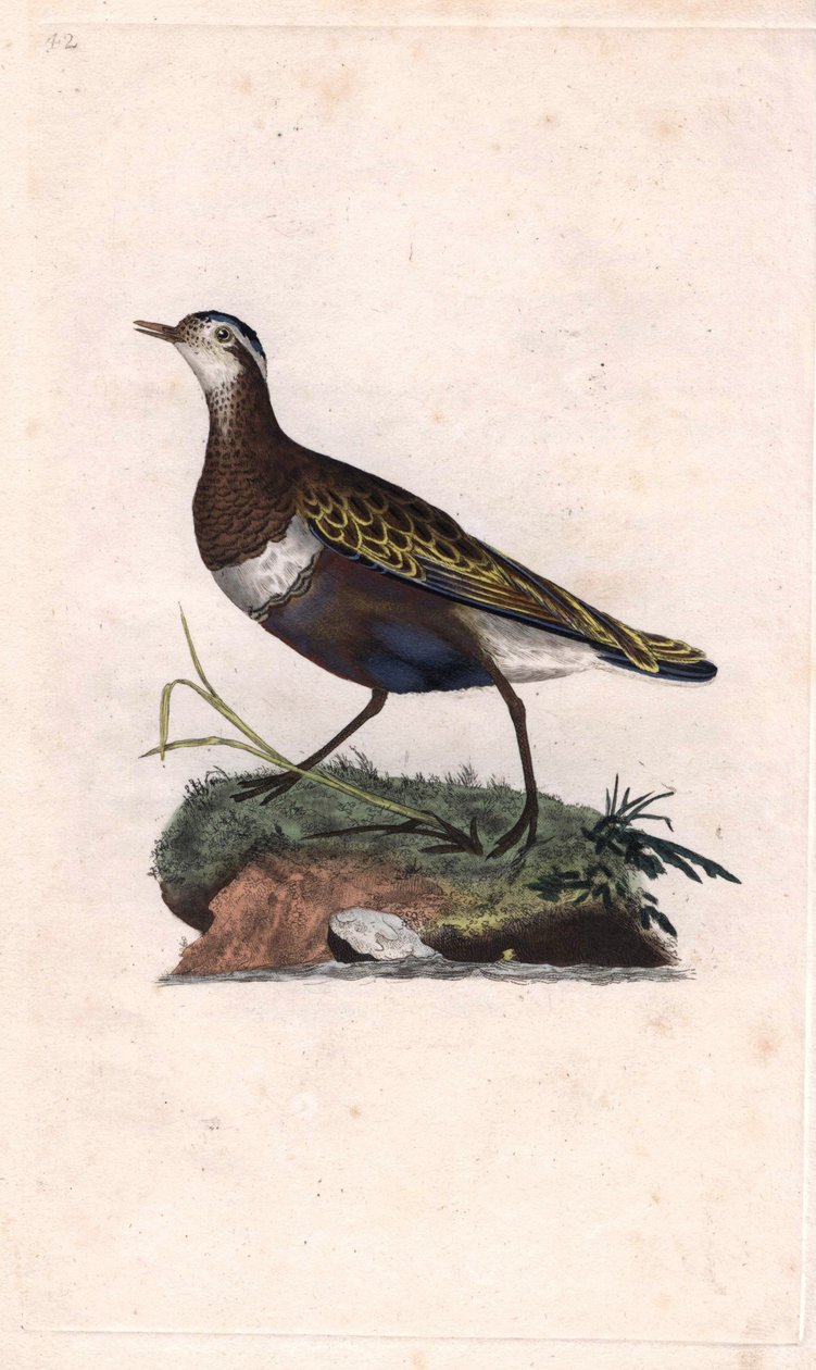 方鸻。Eudromias morinellus（Charadrius morinellus）。爱德华-多诺万（1768-1837）的铜版画，发表于《英国鸟类自然史》，伦敦 作者 爱德华·多诺万