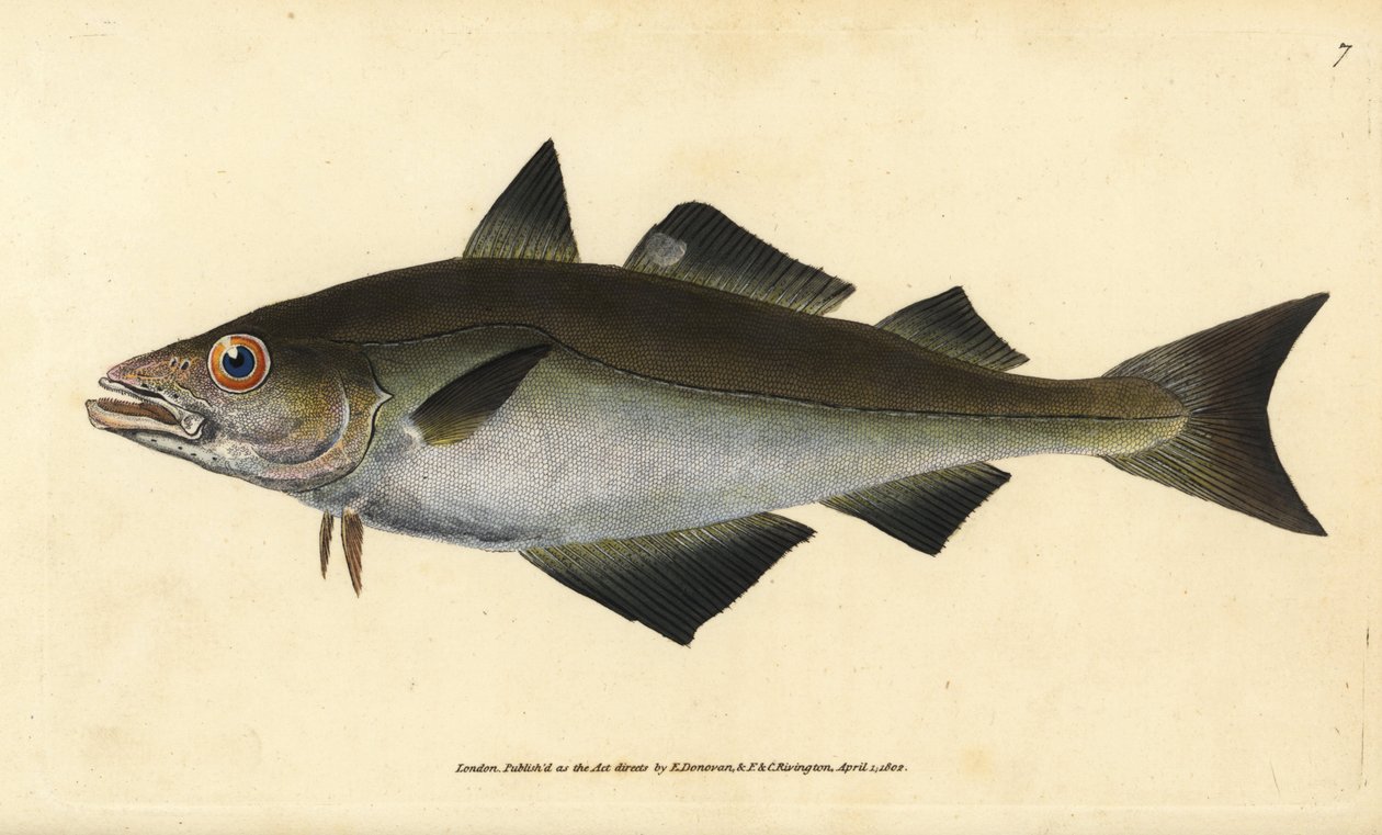 鳕鱼，Pollachius pollachius（Whiting pollack，Gadus pollachius）。爱德华-多诺万根据他的《英国鱼类自然史》绘制和雕刻的手绘铜版，多诺万和F.C.和J.Rivington，伦敦 作者 爱德华·多诺万