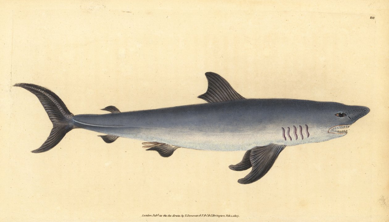 猎犬，Lamna nasus。脆弱的。(Porbeagle shark, Squalus cornubicus)。爱德华-多诺万根据他的《英国鱼类自然史》绘制和雕刻的手绘铜版，多诺万和F.C.和J.Rivington，伦敦 作者 爱德华·多诺万