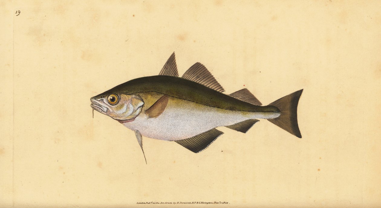噘嘴，Trisopterus luscus（围嘴，Gadus luscus）。 爱德华多诺万从他的英国鱼类自然史、多诺万和 F.C. 和 J. Rivington，伦敦 作者 爱德华·多诺万