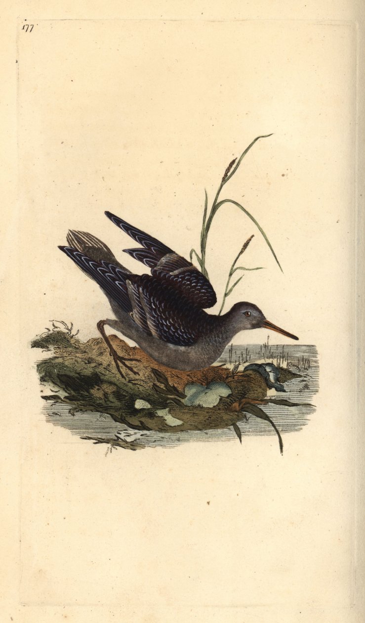 紫鹬，Calidris maritima。爱德华-多诺万根据他自己的《英国鸟类自然史》绘制和雕刻的手绘铜版，伦敦 作者 爱德华·多诺万