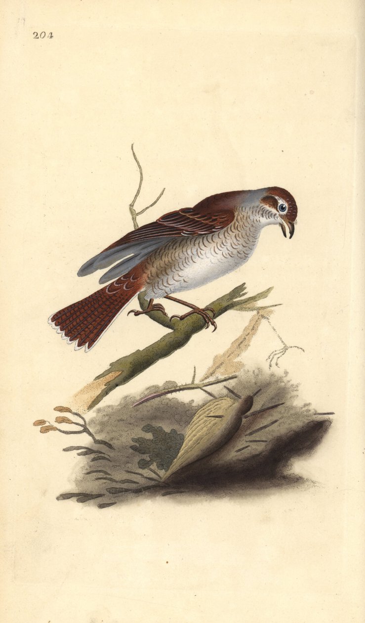 红背鵙（雌性），Lanius collurio。爱德华-多诺万根据他自己的《英国鸟类自然史》绘制和雕刻的手绘铜版，伦敦 作者 爱德华·多诺万
