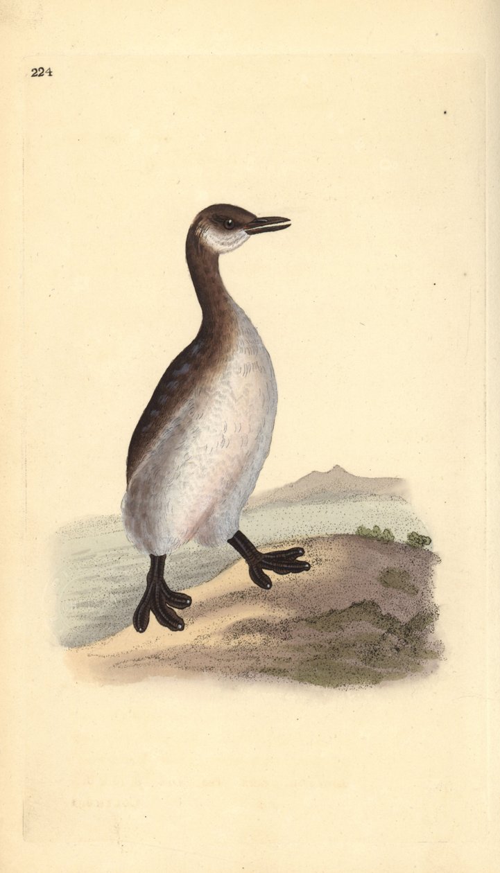 红颈鸊鷉（雌性），Podiceps grisegena。爱德华-多诺万根据他自己的《英国鸟类自然史》绘制和雕刻的手绘铜版，伦敦 作者 爱德华·多诺万