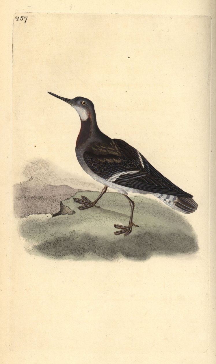 红颈斑鸠，Phalaropus lobatus。爱德华-多诺万根据他自己的《英国鸟类自然史》绘制和雕刻的手绘铜版，伦敦 作者 爱德华·多诺万