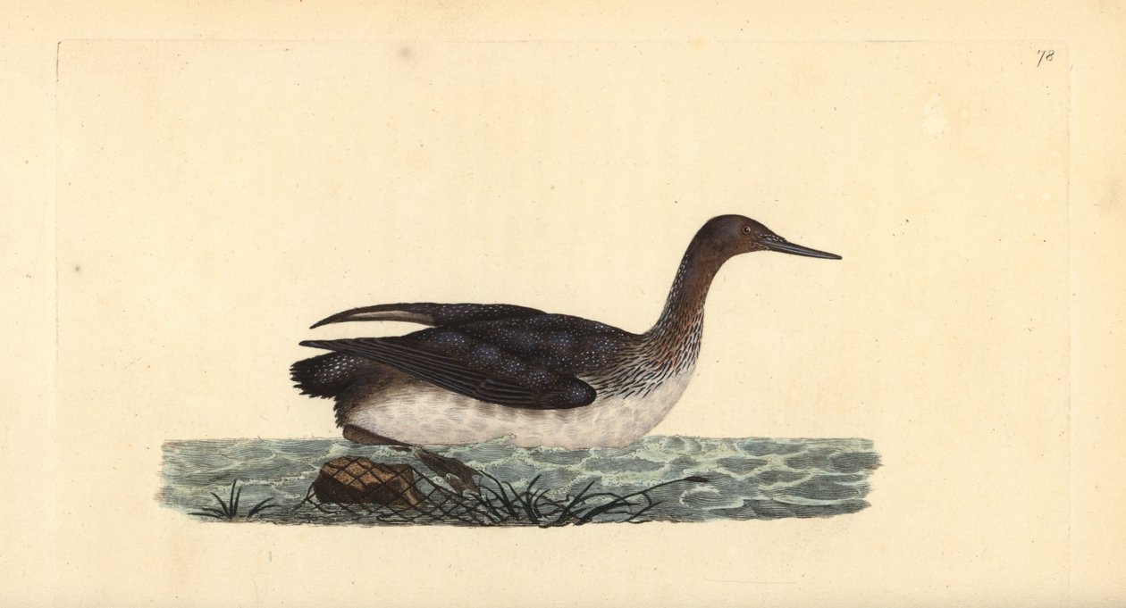 Red-throated loon or diver, Gavia stellata. Handcoloured copperplate drawn and engraved by Edward Donovan from his own “Natural History of British Birds,” London 作者 爱德华·多诺万