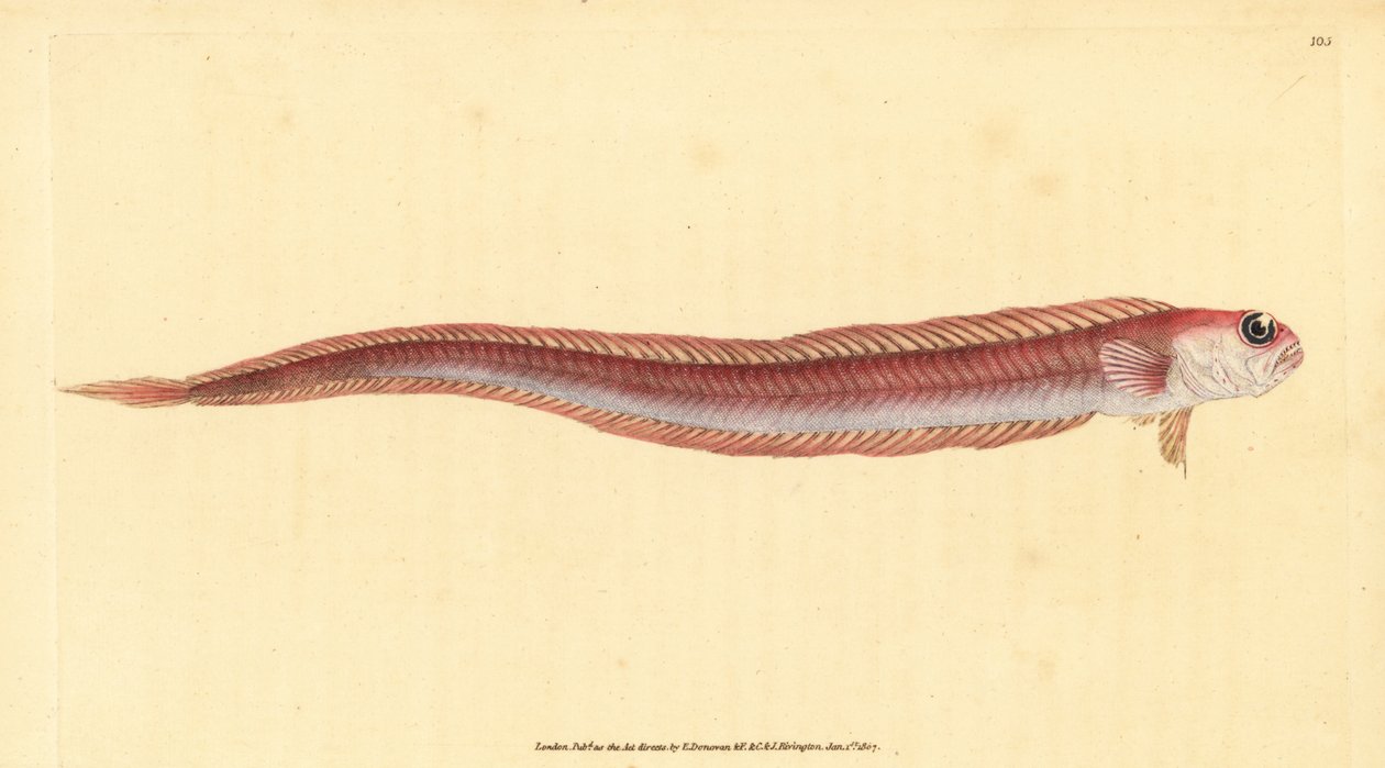 红带鱼，Cepola macrophthalma（红带鱼，Cepola rubescens）。爱德华-多诺万根据他的《英国鱼类自然史》绘制和雕刻的手绘铜版，多诺万和F.C.和J.Rivington，伦敦 作者 爱德华·多诺万