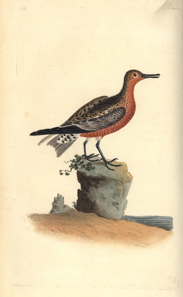 红结，Calidris canutus。爱德华-多诺万根据他自己的《英国鸟类自然史》绘制和雕刻的手绘铜版，伦敦 作者 爱德华·多诺万