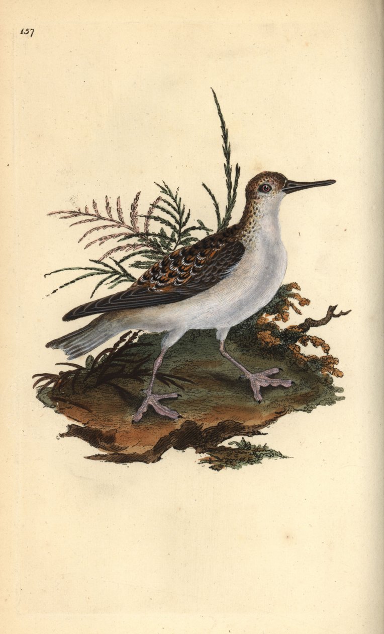 红蹼鹬，Phalaropus fulicarius。爱德华-多诺万根据他自己的《英国鸟类自然史》绘制和雕刻的手绘铜版，伦敦 作者 爱德华·多诺万