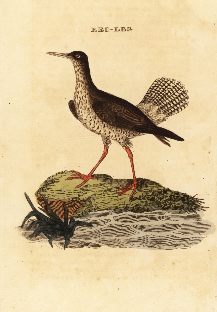 Red shank, Tringa totanus 作者 爱德华·多诺万