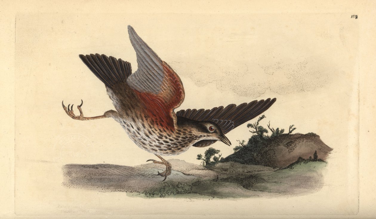 红翼鸟，Turdus iliacus。爱德华-多诺万根据他自己的《英国鸟类自然史》绘制和雕刻的手绘铜版，伦敦 作者 爱德华·多诺万