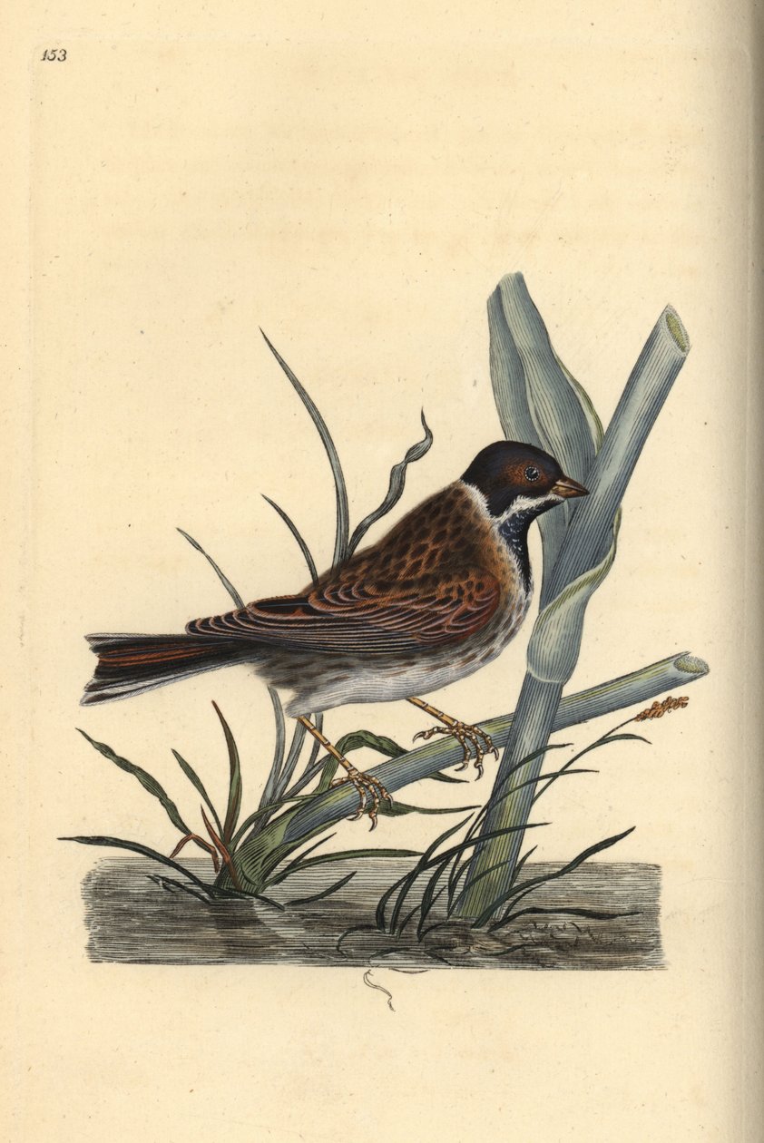 芦鹀，Emberiza schoeniculus。爱德华-多诺万根据他自己的《英国鸟类自然史》绘制和雕刻的手绘铜版，伦敦 作者 爱德华·多诺万