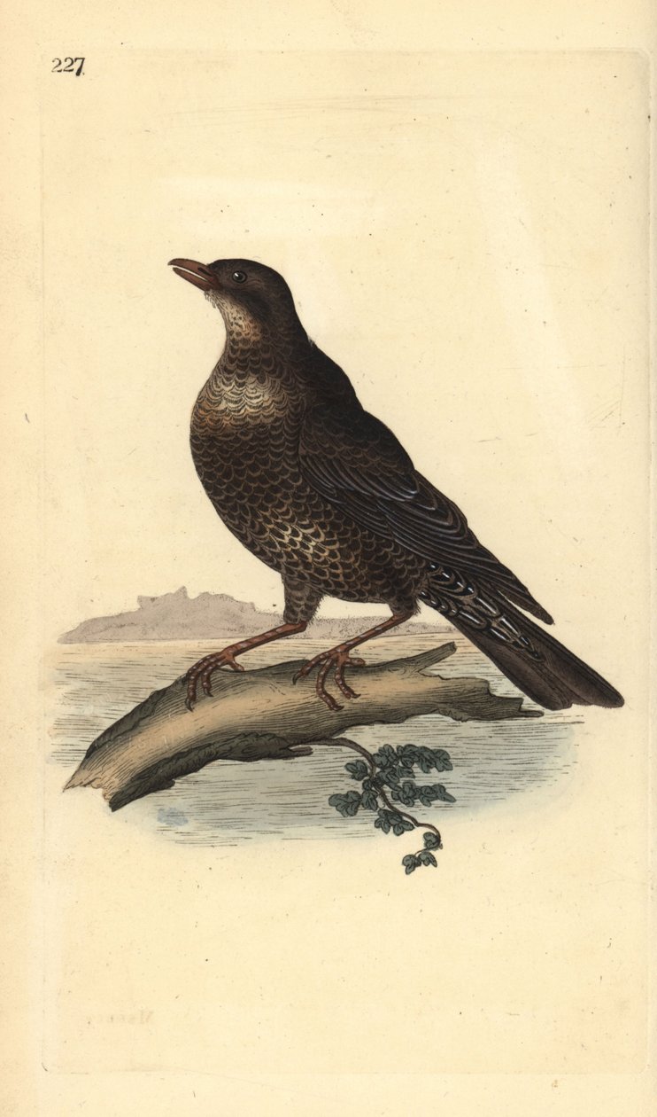 环斑鸠（雌性），Turdus torquatus。爱德华-多诺万根据他自己的《英国鸟类自然史》绘制和雕刻的手绘铜版，伦敦 作者 爱德华·多诺万