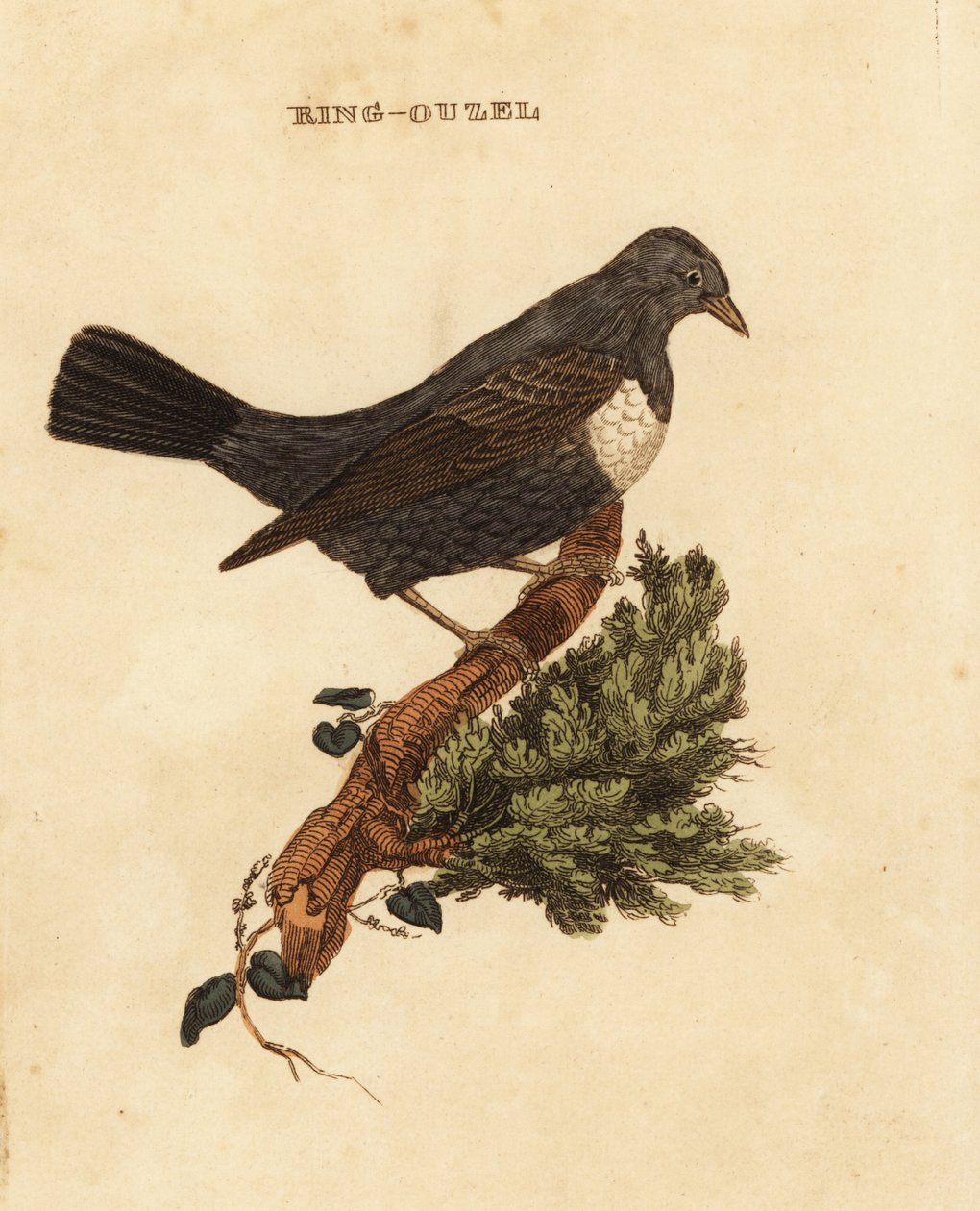 Ring ouzel, Turdus torquatus 作者 爱德华·多诺万