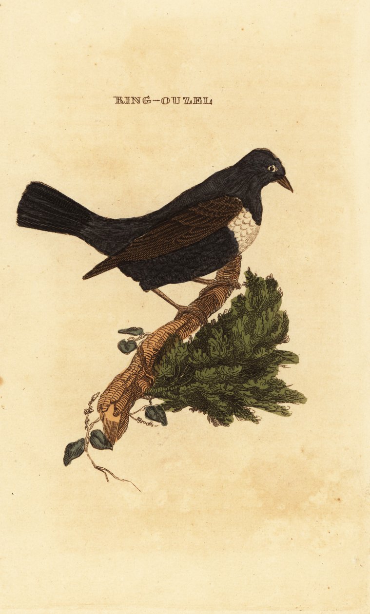 Ring ouzel, Turdus torquatus 作者 爱德华·多诺万