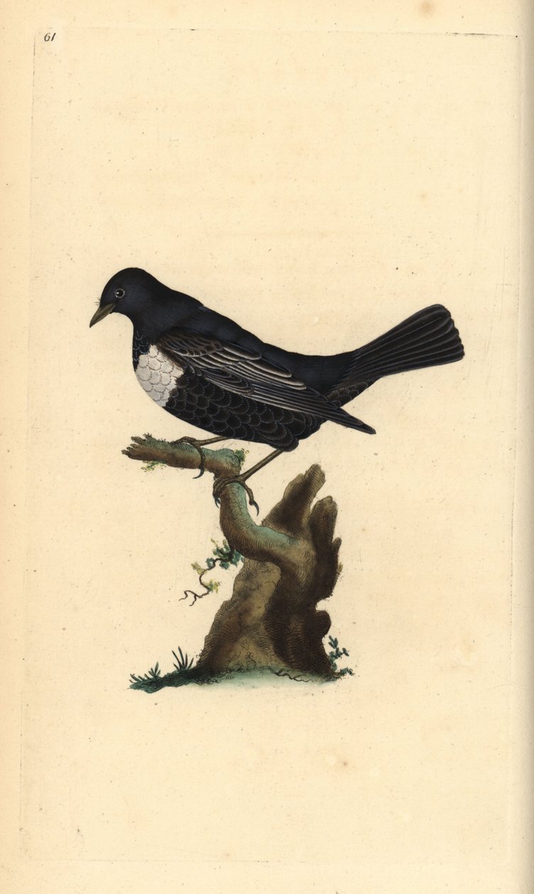 环形乌贼，Turdus torquatus。爱德华-多诺万根据他自己的《英国鸟类自然史》绘制和雕刻的手绘铜版，伦敦 作者 爱德华·多诺万