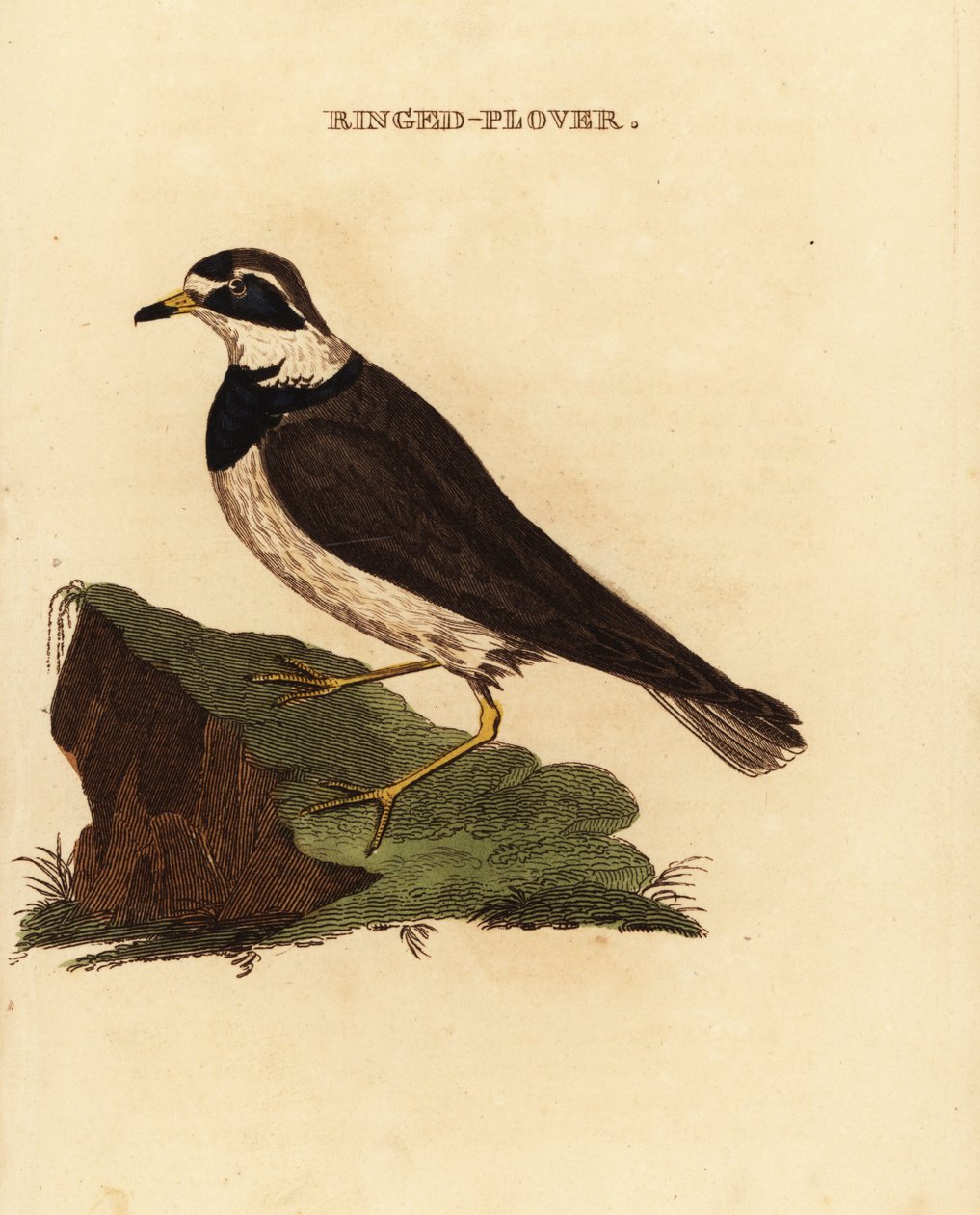 Ringed plover, Charadrius hiaticula 作者 爱德华·多诺万