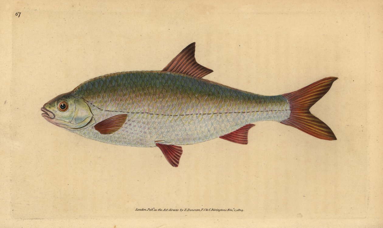 蟑螂，Rutilus rutilus（Cyprinus ritulus）。爱德华-多诺万根据他的《英国鱼类自然史》绘制和雕刻的手绘铜版，多诺万和F.C.和J.雷文顿，伦敦 作者 爱德华·多诺万
