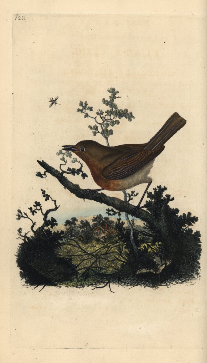 罗宾红雀，Erithacus rubecula。爱德华-多诺万根据他自己的《英国鸟类自然史》绘制和雕刻的手绘铜版，伦敦 作者 爱德华·多诺万