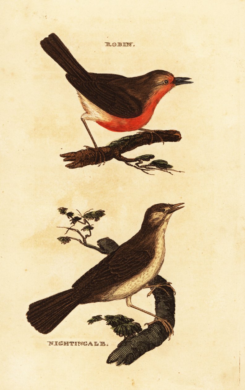 Robin redbreast、Erithacus rubecula 和夜莺、Luscinia megarhynchos 作者 爱德华·多诺万