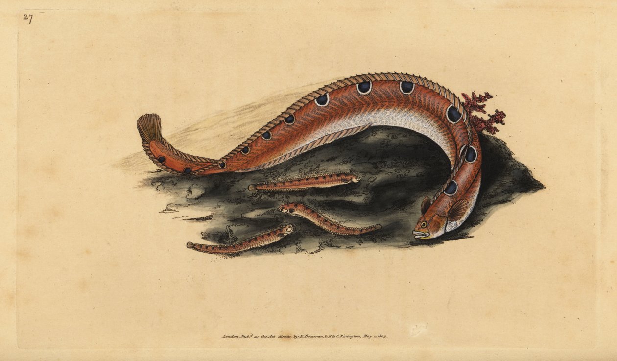 Rock gunnel, Pholis gunnellus (Spotted blenny or butter fish, Blennius gunnellus)。爱德华-多诺万根据他的《英国鱼类自然史》绘制和雕刻的手绘铜版，多诺万和F.C.和J.里温顿，伦敦 作者 爱德华·多诺万