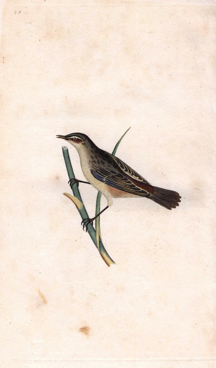 棒状短语植物。Acrocephalus schoenobaenus（Motacilla salicaria）。爱德华-多诺万（1768-1837）的铜版画，发表于《英国鸟类自然史》，伦敦 作者 爱德华·多诺万