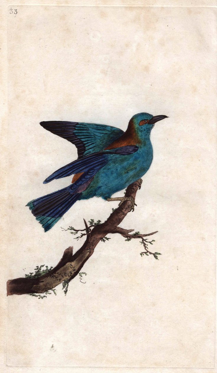 欧洲的罗利尔。 科拉西亚斯加鲁鲁斯 (Coracias garrula)。 Edward Donovan（1768-1837）的铜版画，发表在伦敦的英国鸟类自然史 作者 爱德华·多诺万