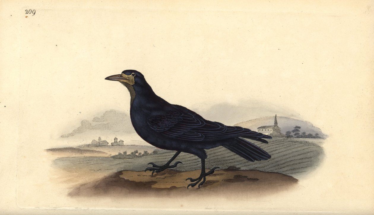 鲁克，Corvus frugilegus。爱德华-多诺万根据他自己的《英国鸟类自然史》绘制和雕刻的手绘铜版，伦敦 作者 爱德华·多诺万