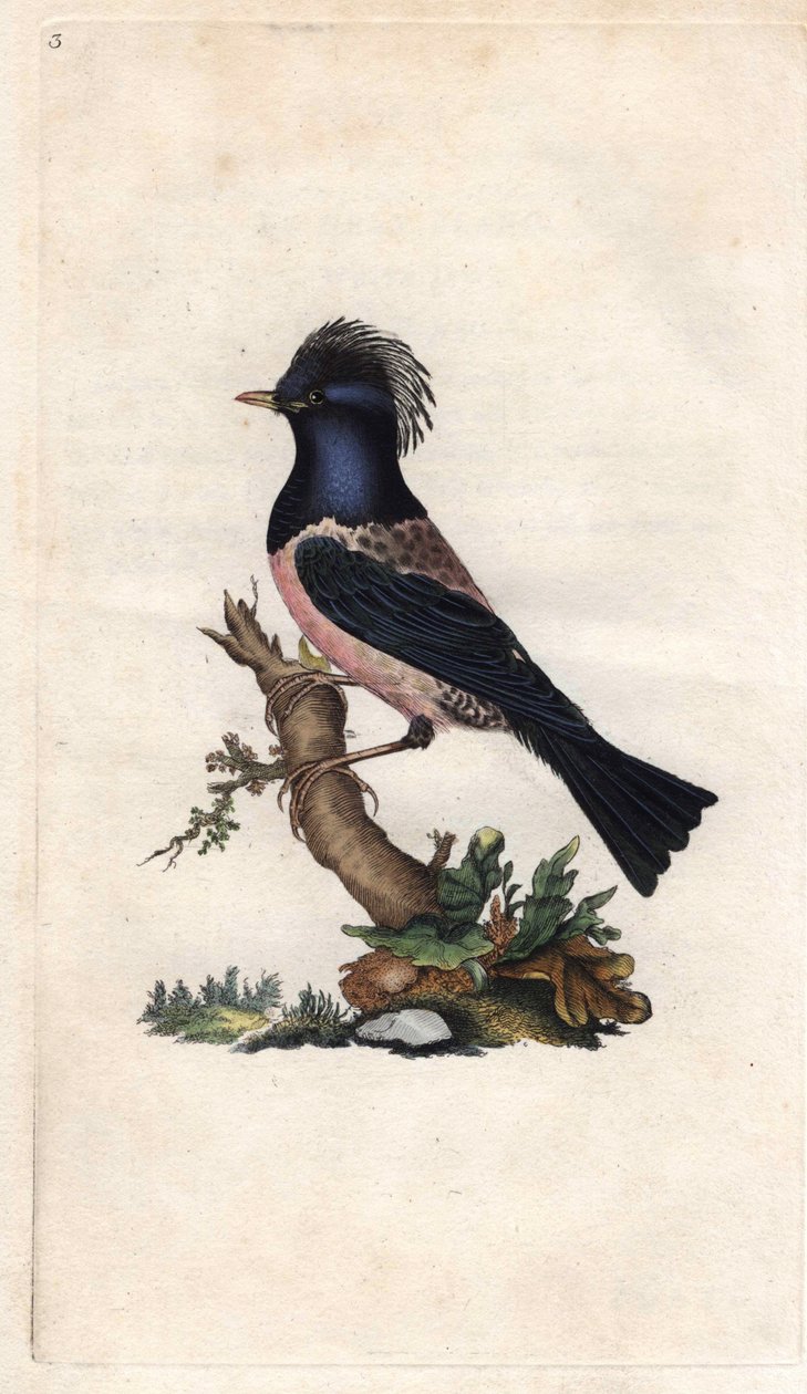 罗斯林椋鸟。Sturnus roseus（Turdus roseus）。爱德华-多诺万（1768-1837）的铜版画，发表于《英国鸟类自然史》，伦敦 作者 爱德华·多诺万