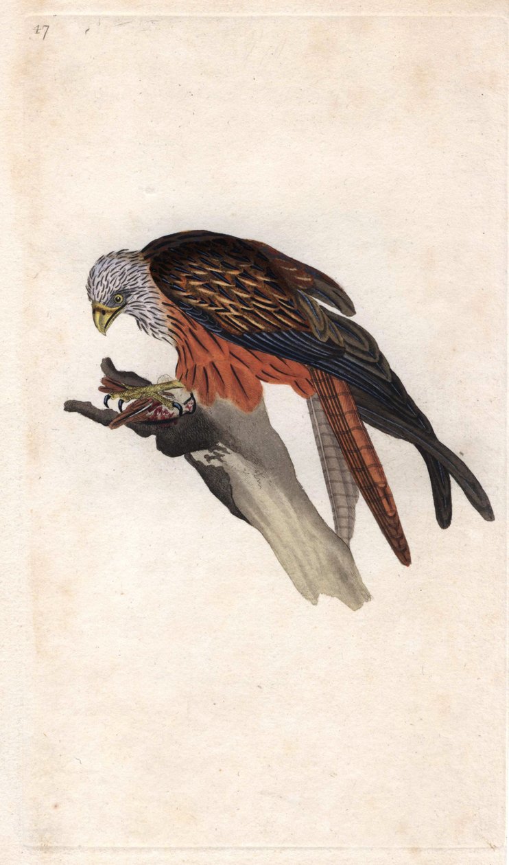 皇家米兰。Milvus milvus（Falco milvus）。爱德华-多诺万（1768-1837）的铜版画，发表于《英国鸟类自然史》，伦敦 作者 爱德华·多诺万