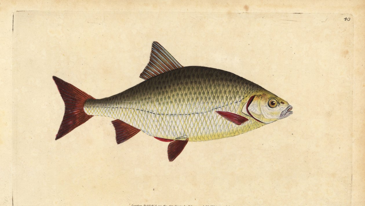 Rudd, Scardinius erythrophthalmus（红眼鱼，Cyprinus erythrophthalmus）。爱德华-多诺万根据他的《英国鱼类自然史》绘制和雕刻的手绘铜版，多诺万和F.C.和J.Rivington，伦敦 作者 爱德华·多诺万